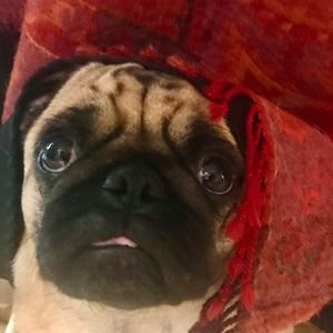 Meet your Posher, Laree